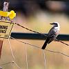 Western kingbird 9327